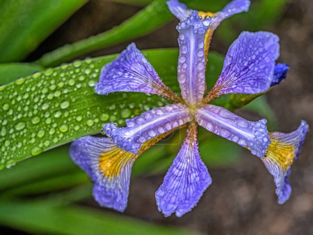 Foto de Iris xiphium, comúnmente conocido como el iris español con gotas de agua - Imagen libre de derechos