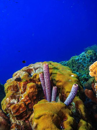 Foto de Arrecife de coral caribeño frente a la costa de la isla Bonaire - Imagen libre de derechos