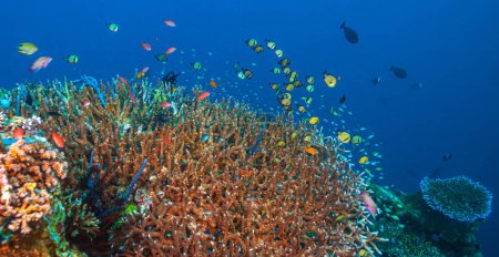 Téléchargez les photos : Récif corallien dans le Pacifique Sud - en image libre de droit