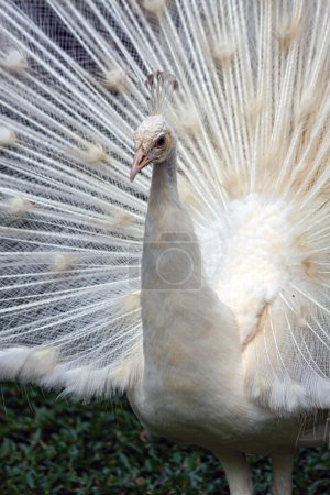 Photo for A white peafowl that is maintained by selective breeding in many parks,This leucistic mutation is commonly mistaken for an albino. - Royalty Free Image