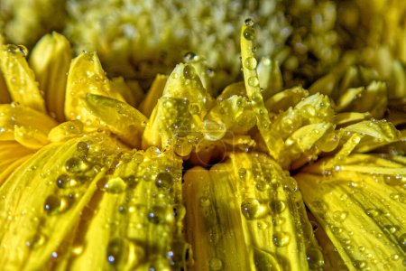 Téléchargez les photos : Marguerite Barberton en arrangement, jaune avec des gouttes d'eau - en image libre de droit