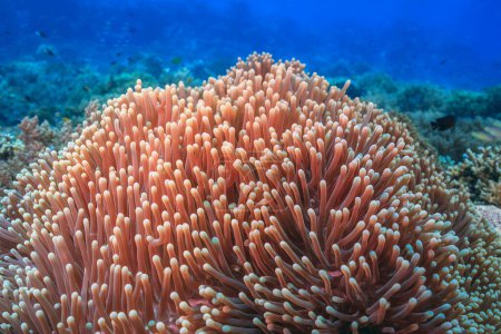 Récif corallien dans le Pacifique Sud au large de la côte nord de l'île de Bali
