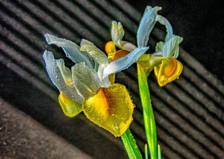 Foto de Iris xiphium, comúnmente conocido como el iris español sobre fondo negro - Imagen libre de derechos
