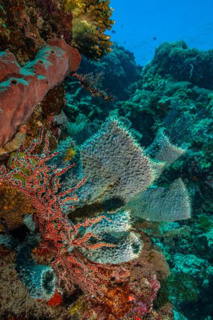 Foto de Arrecife de coral en el Pacífico Sur frente a la costa norte de la isla de Bali - Imagen libre de derechos