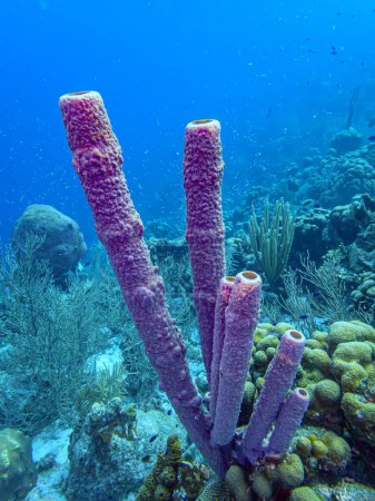 Foto de Aplysina archeri, esponja de estufa, esponja de tubo, tubo largo, estructura, cilíndrica bajo el agua en el arrecife de coral - Imagen libre de derechos