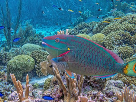 Der Regenbogen-Papageienfisch Scarus guacamaia ist eine Fischart aus der Familie der Scaridae.