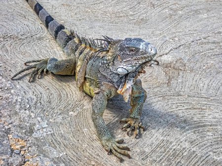 Photo for Green iguana Iguana iguana, also known as the American iguana or the common green iguana, is a large, arboreal, mostly herbivorous species of lizard of the genus Iguana. - Royalty Free Image