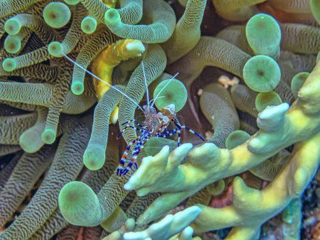 Téléchargez les photos : Crevettes plus propres tachetées, Periclimenes yucatanicus, est une sorte de crevettes plus propres communes à la mer des Caraïbes - en image libre de droit