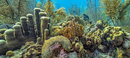 Téléchargez les photos : Récif corallien caribéen au large des côtes de l'île de Bonaire, pilier corail - en image libre de droit