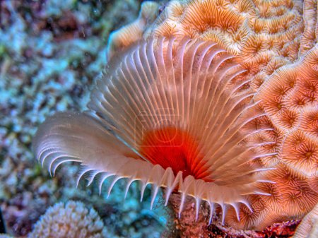 Photo for Sabellidae, or feather duster worms, are a family of marine polychaete tube worms - Royalty Free Image