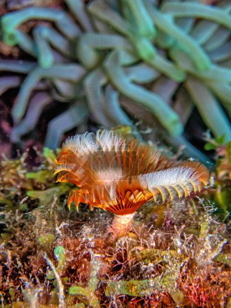 Téléchargez les photos : Sabellidae est une famille de vers tubulaires polychètes marins. - en image libre de droit