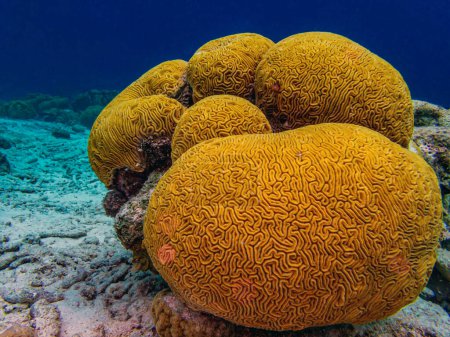 Foto de Diploria es un género monotípico de arrecifes masivos que construyen corales pedregosos en la familia Mussidae. Diploria labyrinthiformis, comúnmente conocido como coral cerebral ranurado - Imagen libre de derechos