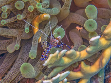 Photo for Ancylomenes pedersoni, sometimes known as Pederson's shrimp, is a species of cleaner shrimp - Royalty Free Image