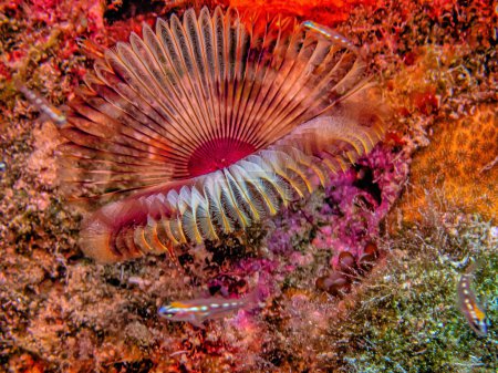 Photo for Sabellidae, or feather duster worms, are a family of marine polychaete tube worms - Royalty Free Image