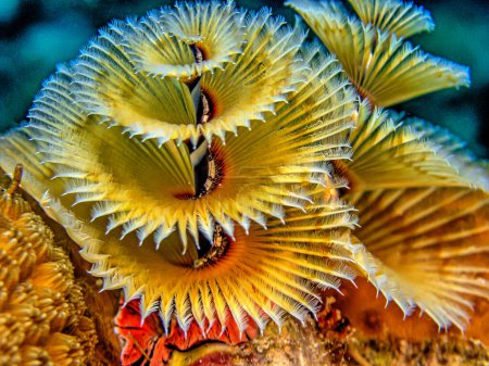Photo for Spirobranchus giganteus, commonly known as Christmas tree worms, are tube-building polychaete worms belonging to the family Serpulidae. - Royalty Free Image