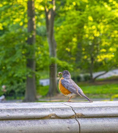 Photo for Red American Robin with worm in beak at Bethesda Terrace - Royalty Free Image