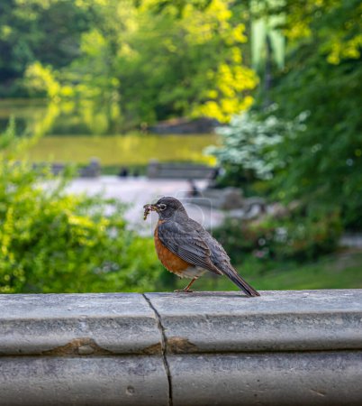 Photo for Red American Robin with worm in beak at Bethesda Terrace - Royalty Free Image
