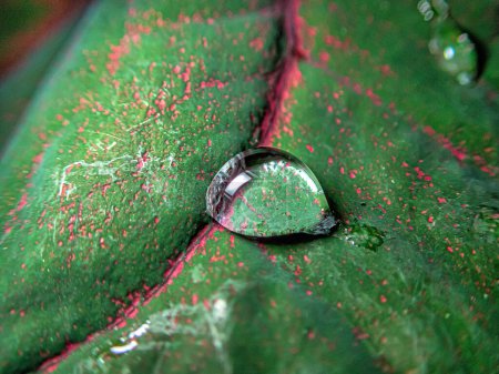 Foto per Primo piano di gocce d'acqua su foglie in macro - Immagine Royalty Free