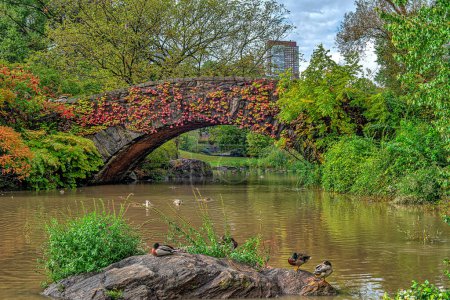 Téléchargez les photos : Pont Gapstow à Central Park à la fin de l'automne - en image libre de droit