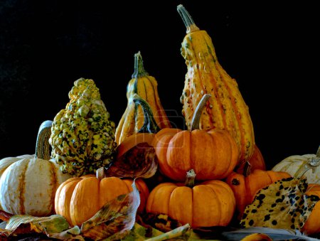 Photo for Autumn still life with pmpkins,squash, on black background - Royalty Free Image