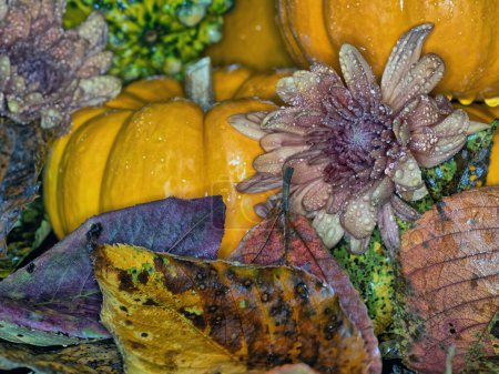 Foto de Bodegón de otoño con calabazas, calabaza, sobre fondo negro - Imagen libre de derechos