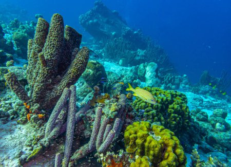 Téléchargez les photos : Récif corallien caribéen au large de l'île de Bonaire - en image libre de droit