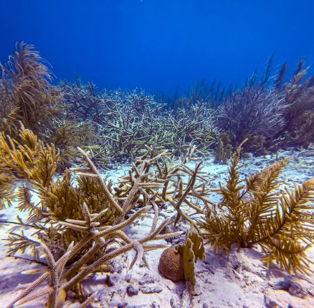 Foto de Arrecife de coral caribeño frente a la costa de la isla de Bonaire en las aguas poco profundas - Imagen libre de derechos