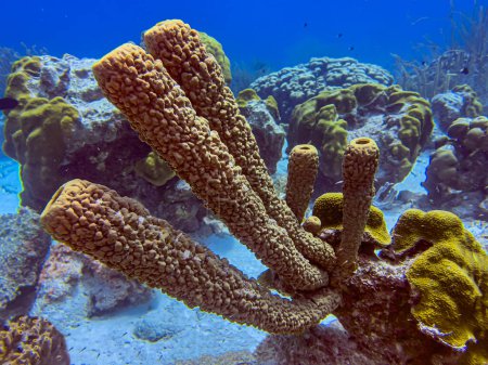 Foto de Aplysina fistularis es una especie de esponja marina del orden Verongiida.. - Imagen libre de derechos