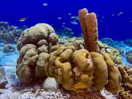 Téléchargez les photos : Récif corallien caribéen au large des côtes de l'île de Bonaire dans les eaux peu profondes - en image libre de droit
