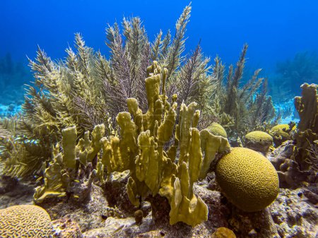 Foto de Millepora es un género de corales de fuego perteneciente a la familia Milleporidae.. - Imagen libre de derechos