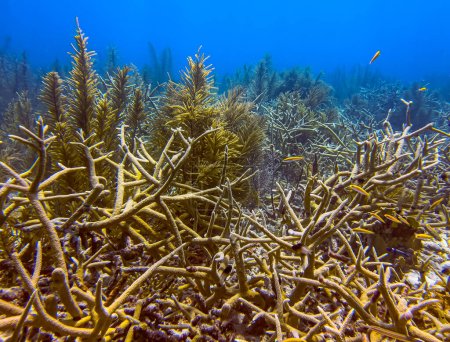 Foto de Coral staghorn, Acropora cervicornis es un coral ramificado y pedregoso - Imagen libre de derechos