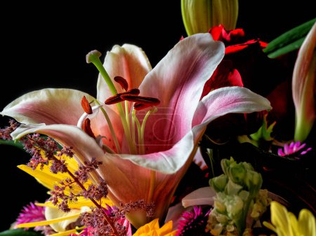 Photo for Lilium ,the Stargazer lily is a hybrid lily of the ,Oriental group - Royalty Free Image