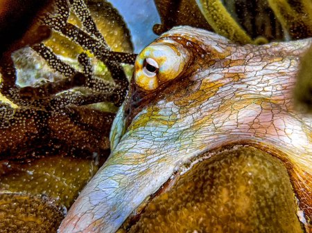 Téléchargez les photos : Poulpe de récif des Caraïbes, poulpe briareus est un animal marin de récif corallien
. - en image libre de droit