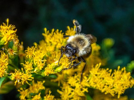Photo for Bumblebee, bumble bee, genus Bombus, part of Apidae, one of the bee families. - Royalty Free Image