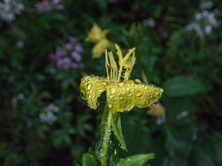 Photo for Yellow flower with large water drops after rain in Central Park - Royalty Free Image
