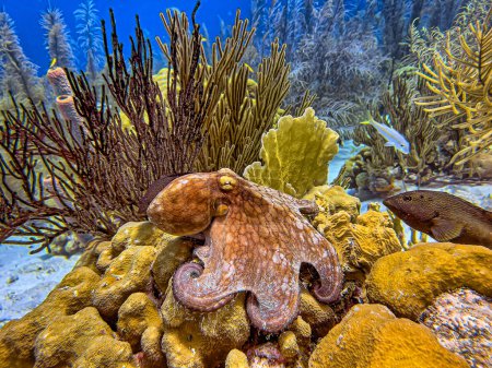 Foto de Pulpo de arrecife caribeño, Octopus briareus es un animal marino de arrecife de coral
. - Imagen libre de derechos