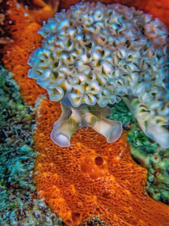 Photo for Elysia crispata, common name the lettuce sea slug or lettuce slug, is a large and colorful species of sea slug, a marine gastropod mollusk. - Royalty Free Image