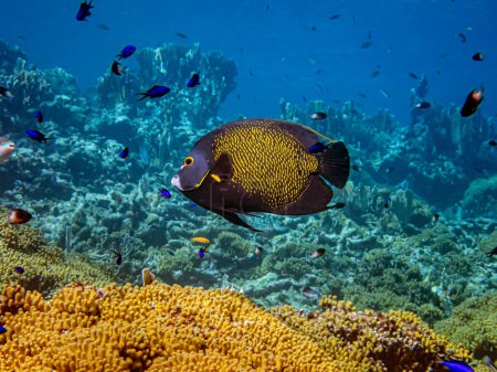 Foto de French angelfish,Pomacanthus paru is a species of marine ray-finned fish, a marine angelfish belonging to the family Pomacanthidae. - Imagen libre de derechos