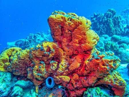 Foto de Agelas clathrodes, también conocida como la esponja oreja de elefante naranja, es una especie de esponja marina. Vive de arrecifes en el Caribe, - Imagen libre de derechos