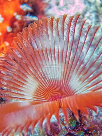 Photo for Sabellidae, or feather duster worms, are a family of marine polychaete tube worms characterized by protruding feathery branchiae. - Royalty Free Image