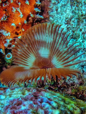 Téléchargez les photos : Sabellidae, or feather duster worms, are a family of marine polychaete tube worms characterized by protruding feathery branchiae. - en image libre de droit