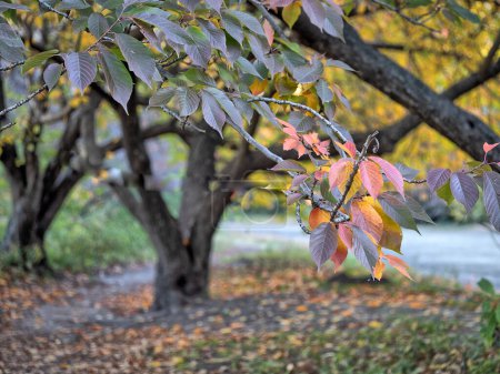 Téléchargez les photos : Scène de forêt d'automne à Central Park, New York - en image libre de droit