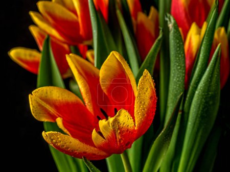 Photo for Tulips,Tulipa, are a genus of spring-blooming perennial herbaceous bulbiferous geophytes - Royalty Free Image