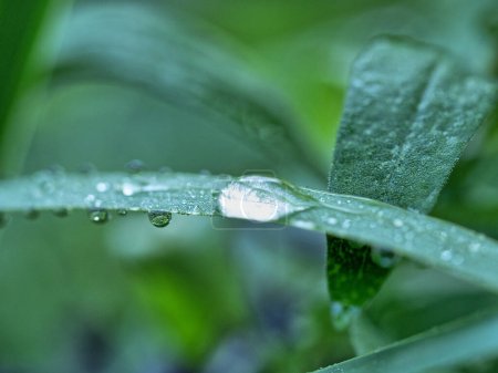 Foto de Gotas de agua después de la lluvia sobre hoja de planta verde - Imagen libre de derechos
