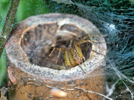 Téléchargez les photos : Les Agelenidae sont une grande famille d'araignées du sous-ordre des Araneomorphae. Les "araignées vertes" du genre Agelenopsis en sont des exemples bien connus. membres de la famille est entonnoir tisserand - en image libre de droit