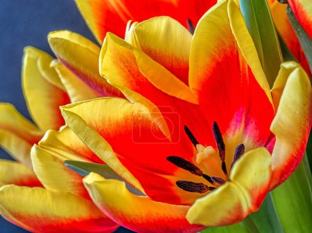 Foto de Los tulipanes, Tulipa, son un género de geófitos bulbosos herbáceos perennes que florecen en primavera. - Imagen libre de derechos