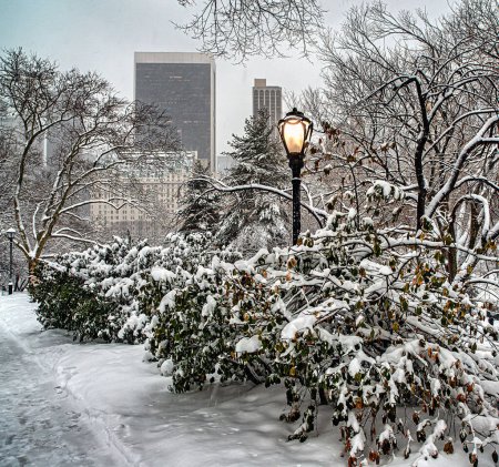 Téléchargez les photos : Central Park en hiver pendant la tempête de neige, aube - en image libre de droit