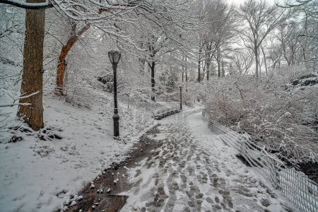 Téléchargez les photos : Central Park en hiver pendant la tempête de neige, aube - en image libre de droit