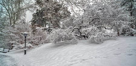 Foto de Central Park en invierno durante la tormenta de nieve, amanecer - Imagen libre de derechos