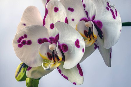 Foto de Dendrobium es un género de orquídeas epifitas y litofíticas perteneciente a la familia Orchidaceae.
. - Imagen libre de derechos